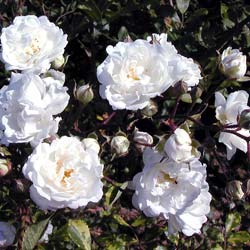 rosa alba meillandecor